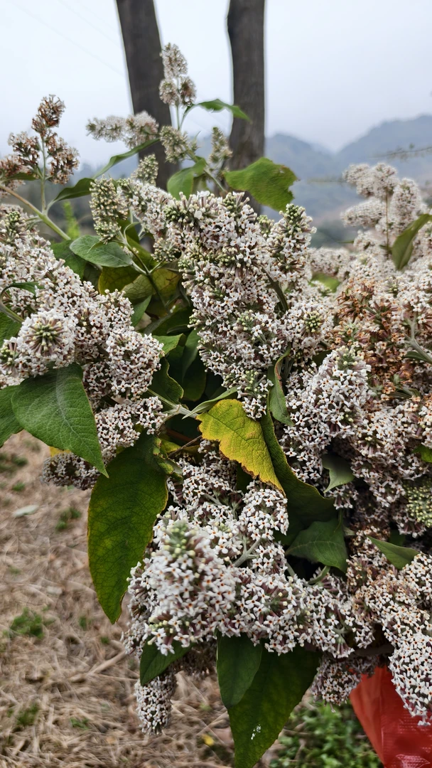 云南野生密蒙花染饭花黄饭花酒米花天然植物染料金黄色香染色泡水