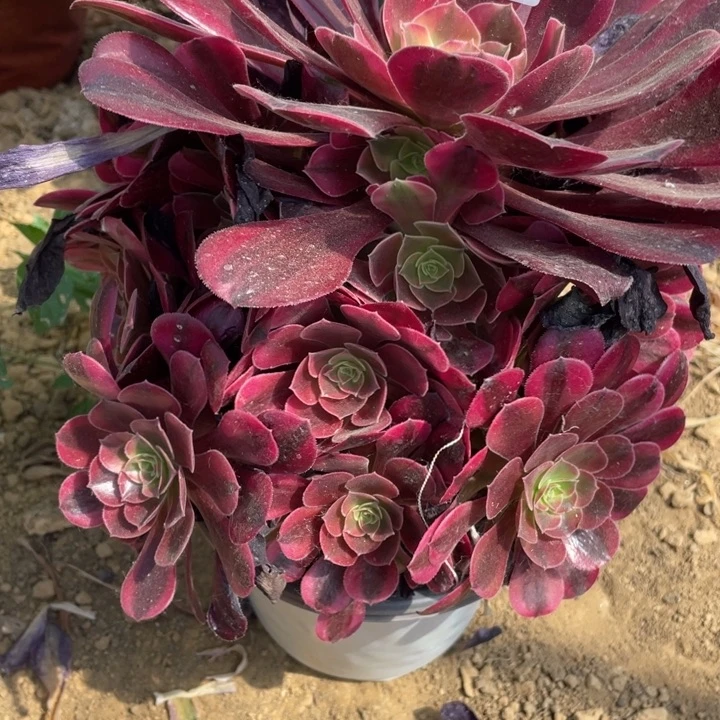 秋***雾无花朵972多肉植物美杜莎