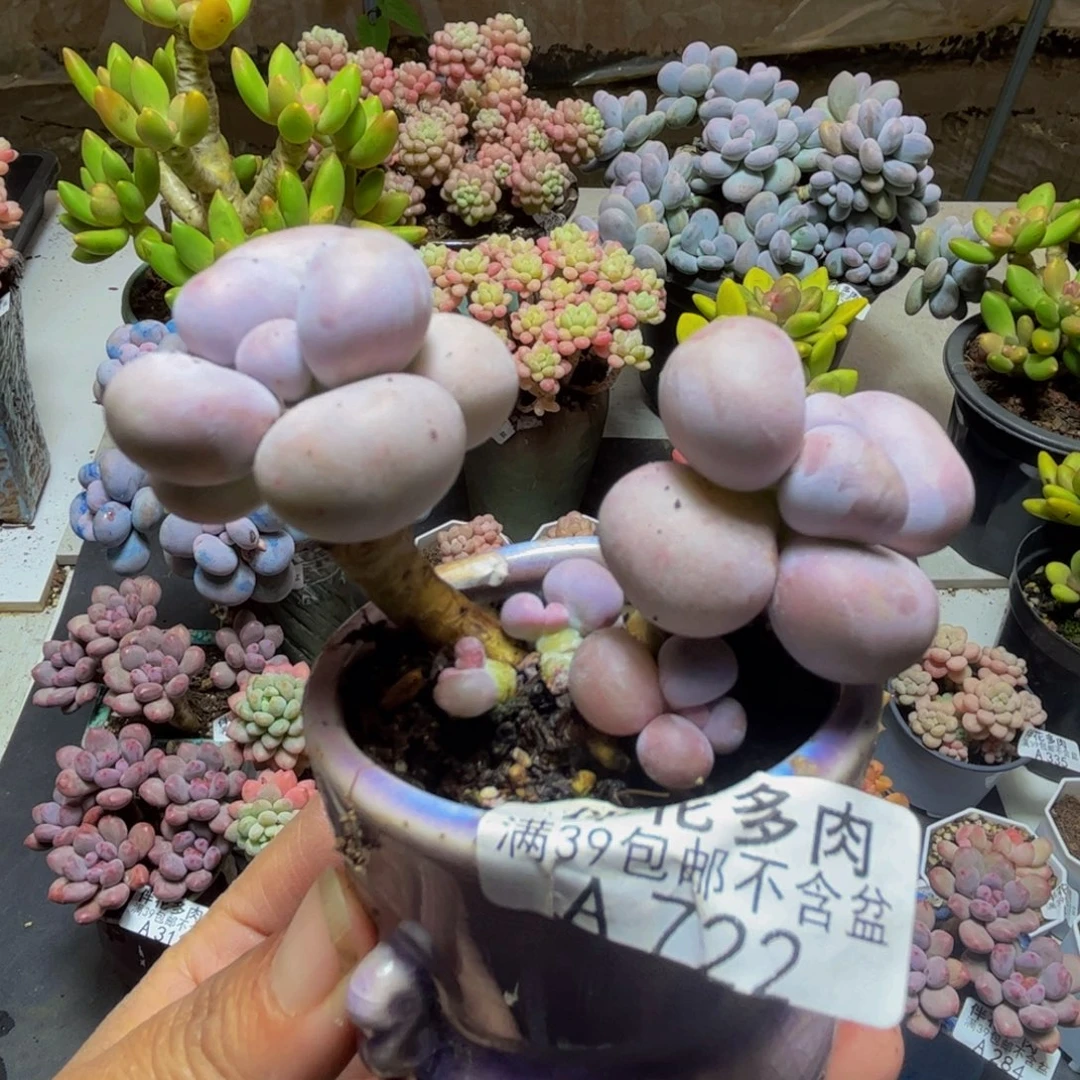 722芭比奶酪5cm多肉
