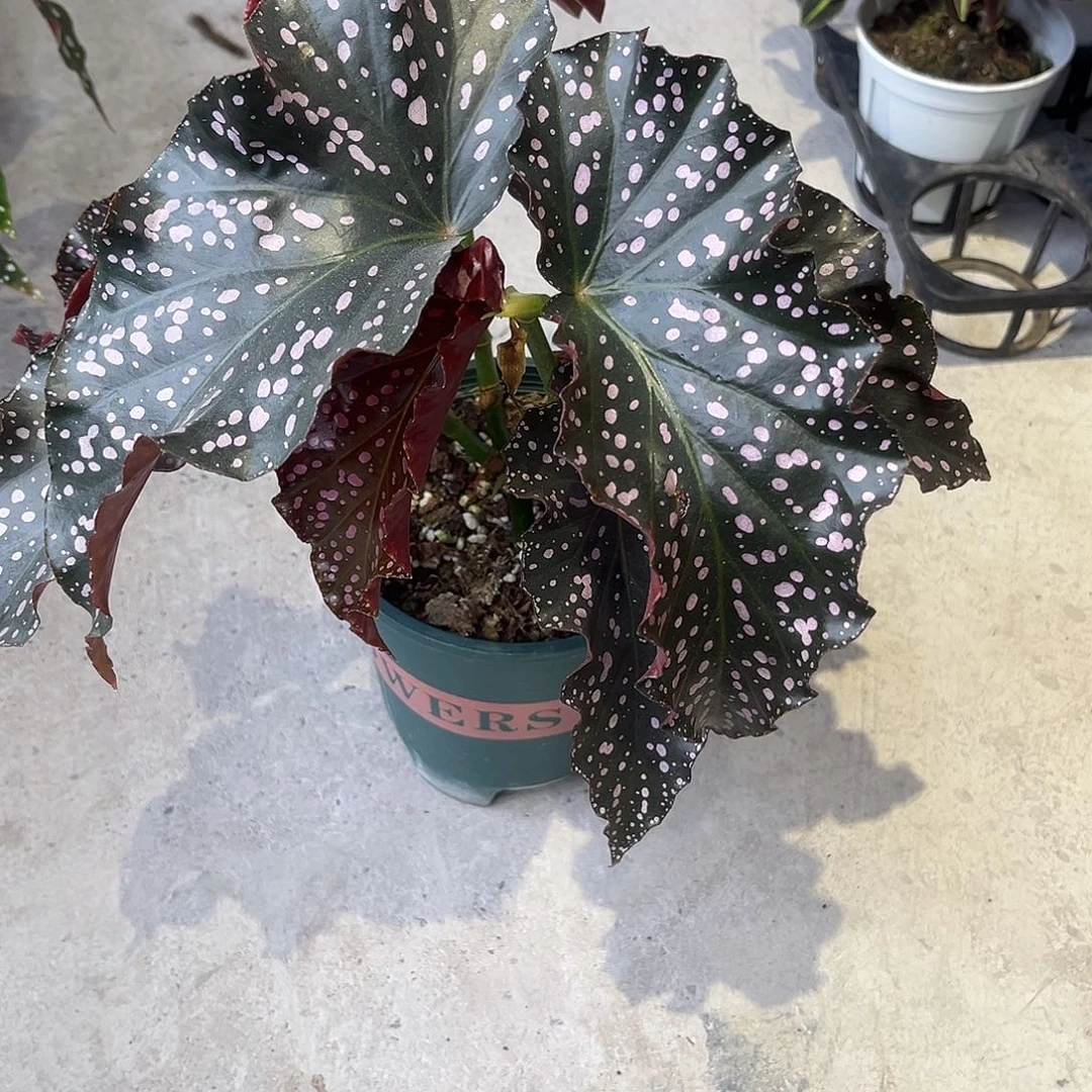 完全开放裂叶玫瑰不包叶损