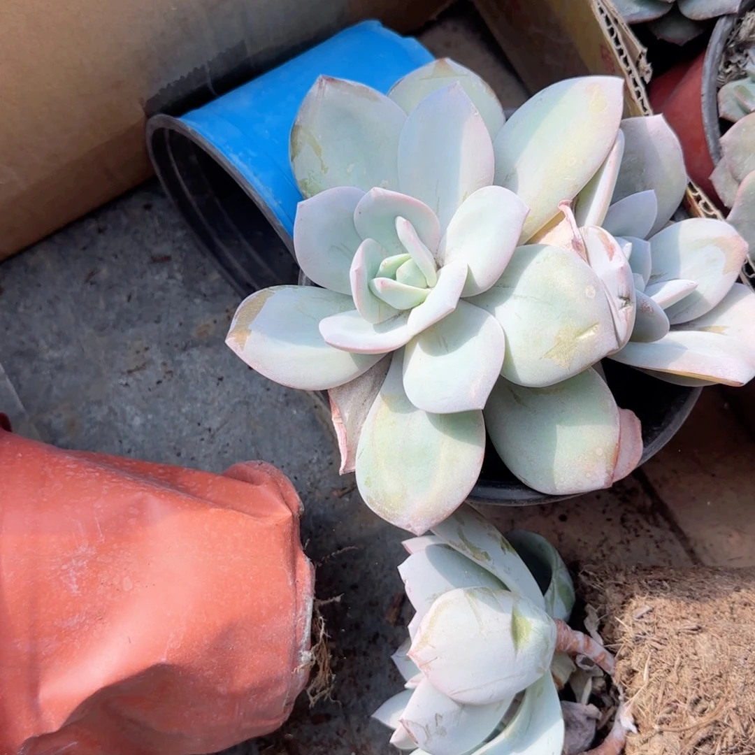 无花朵奶茶大双头