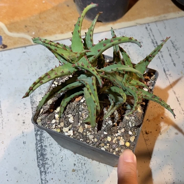 无花朵卡萨帝芦荟一物一拍