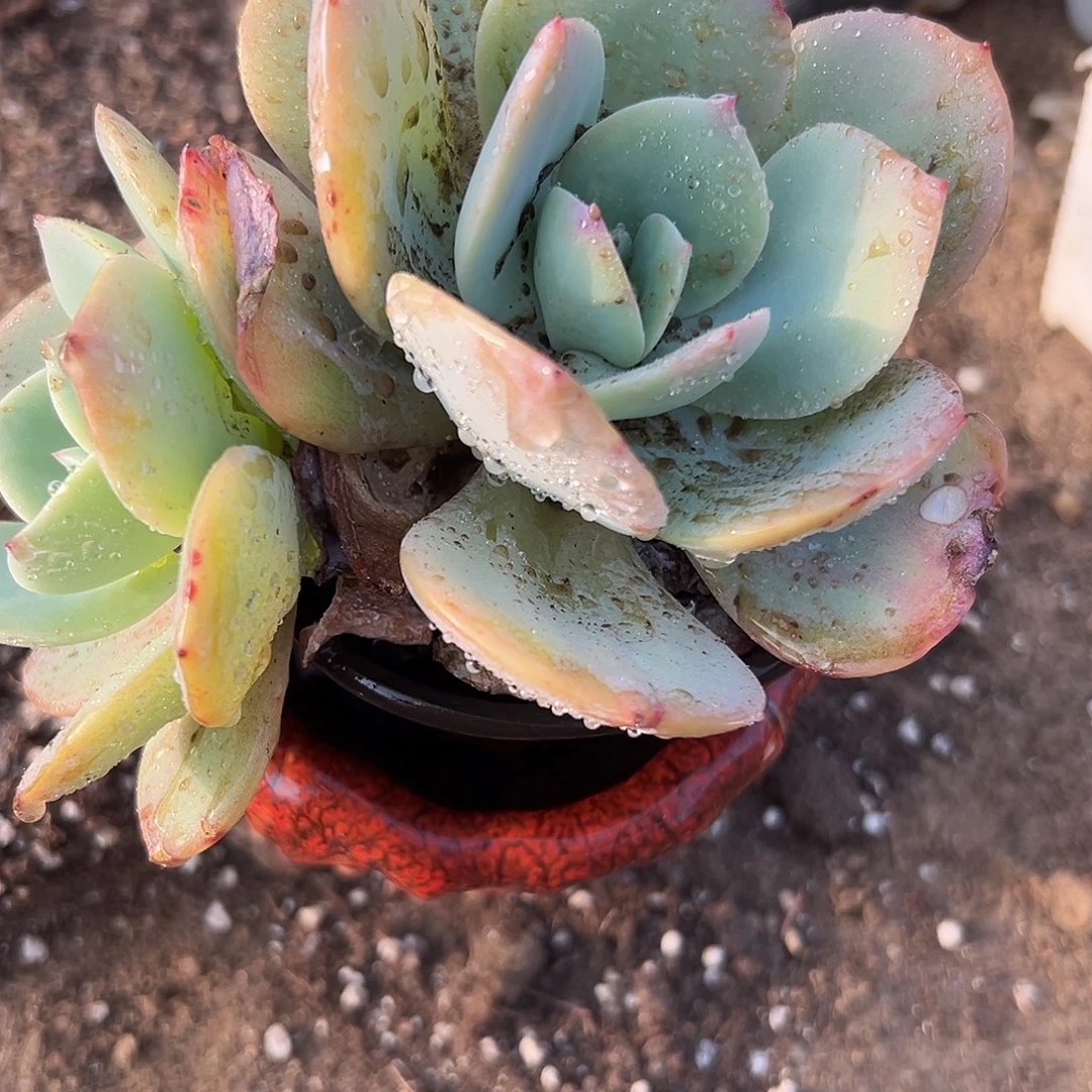 多肉植物白凤双头