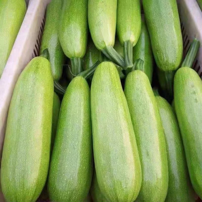 【小元专属】河南现摘西葫芦新鲜蔬菜西葫芦茭瓜番瓜菜瓜