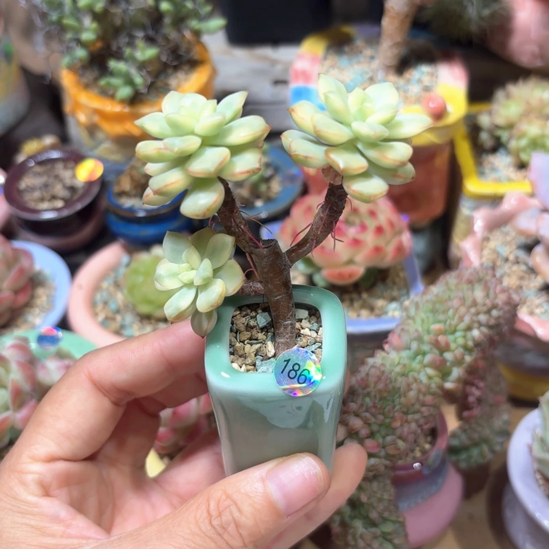 多肉含盆土 30元包邮 ➗偏远地区186