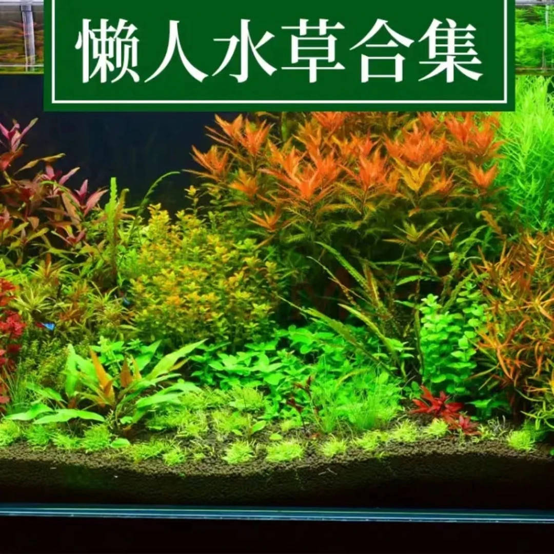 火山石蜈蚣草绿菊水榕鱼缸水草真草水培造景净化水质