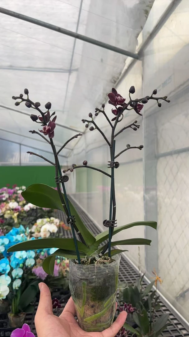 【咖啡豆】植株高品質蝴蝶蘭基地直发种 植施肥观赏花卉