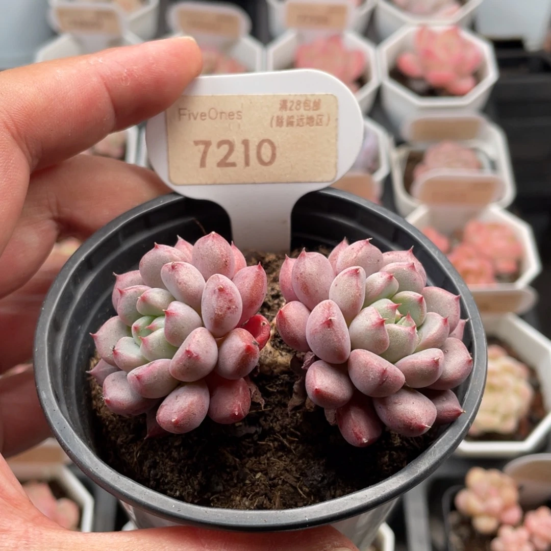 雪桃7210-7.5厘米