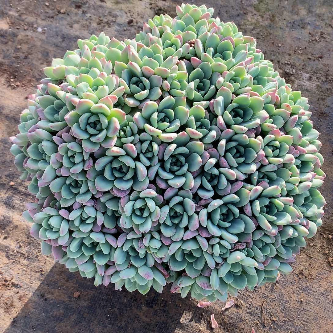 桃酥一物一拍12-92