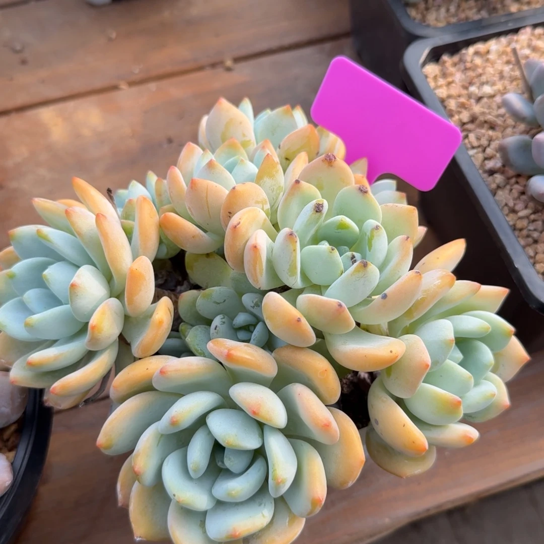 特价冷香11111111111111111111111