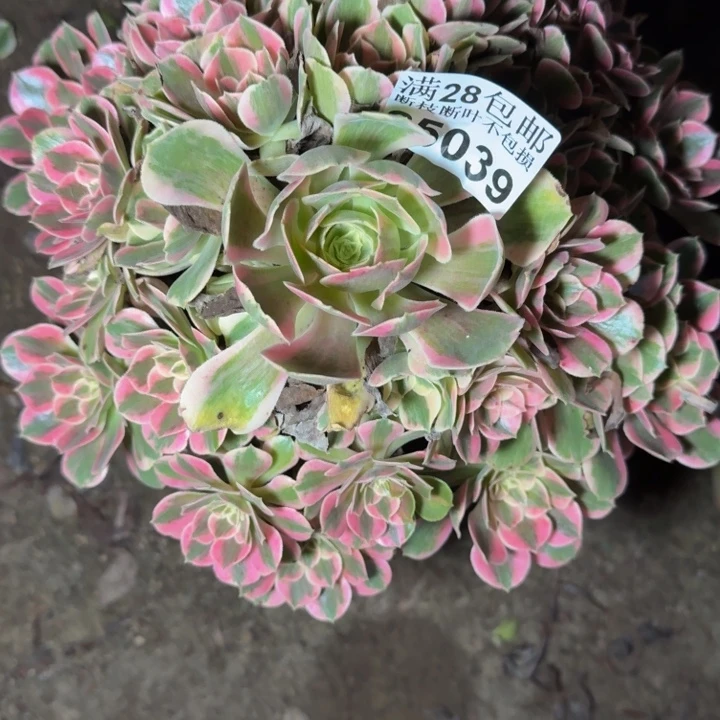 25039女妖多肉植物