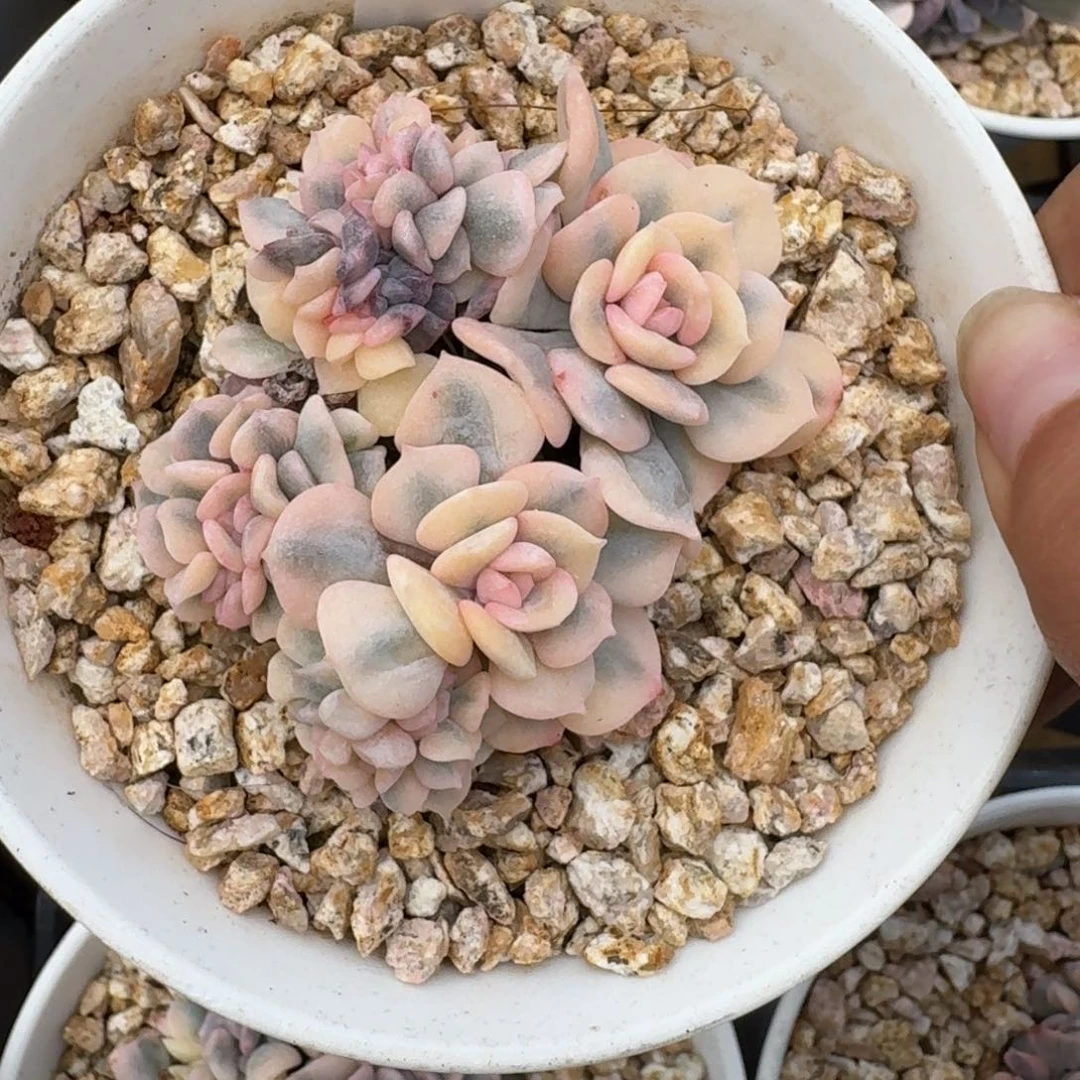 0925-040-雪精灵锦缀