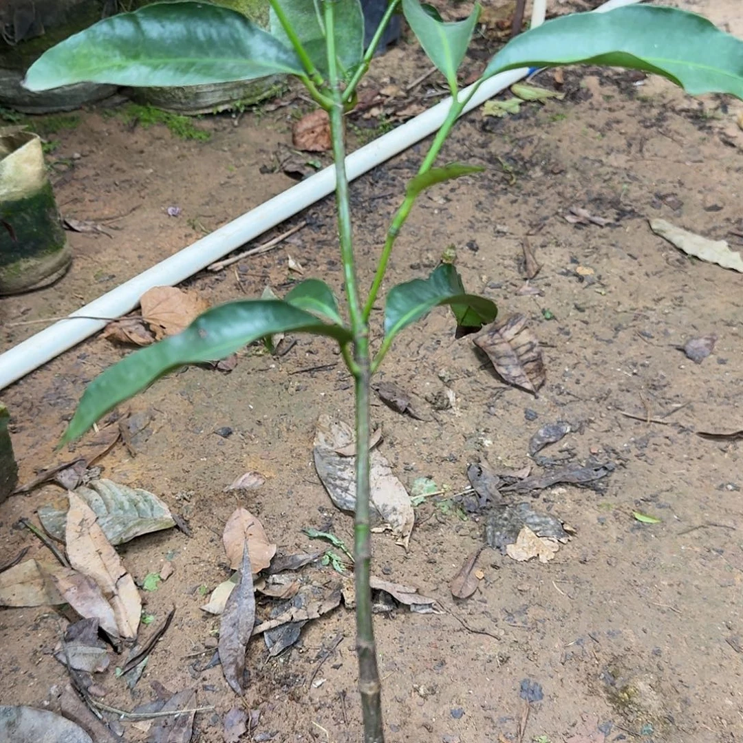 雨***羲当前无花栽培后可以开花黄金山竹