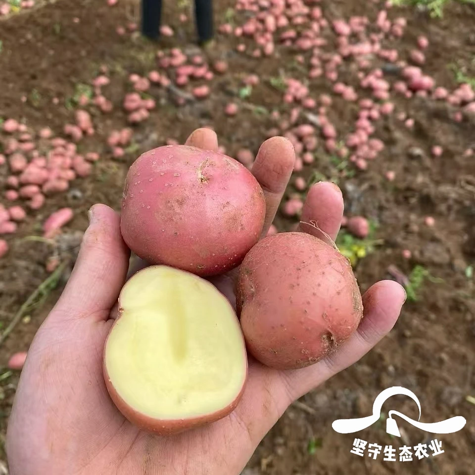 2025云南新鲜红皮土豆现挖现发土豆洋芋