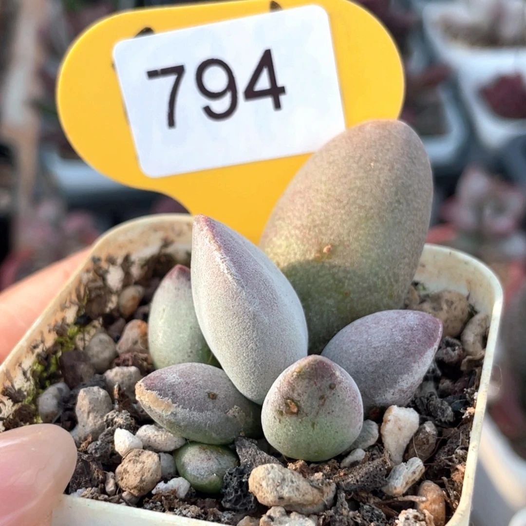 794。      粉仙桃。  微瑕