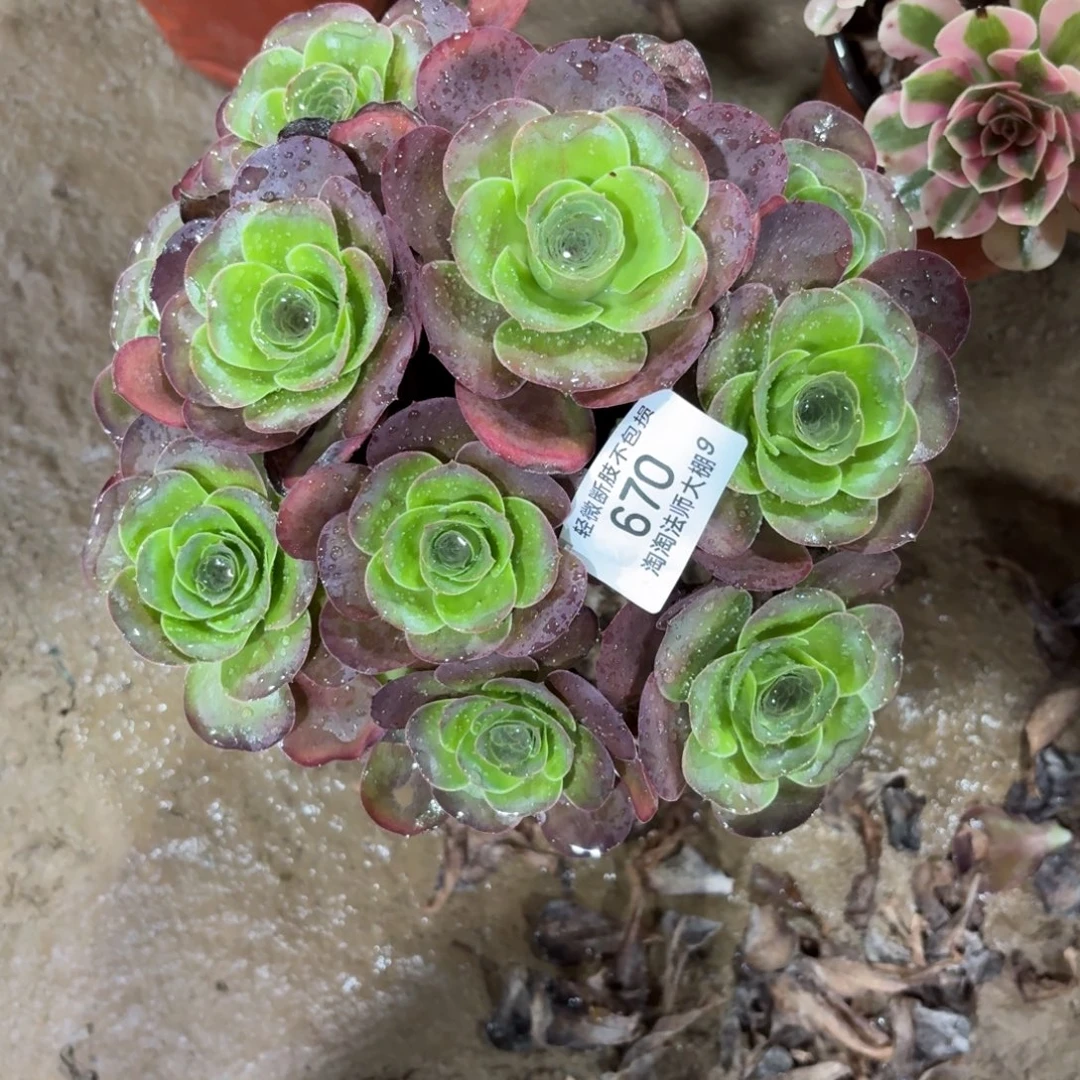 670魅金玫瑰多肉植物法师