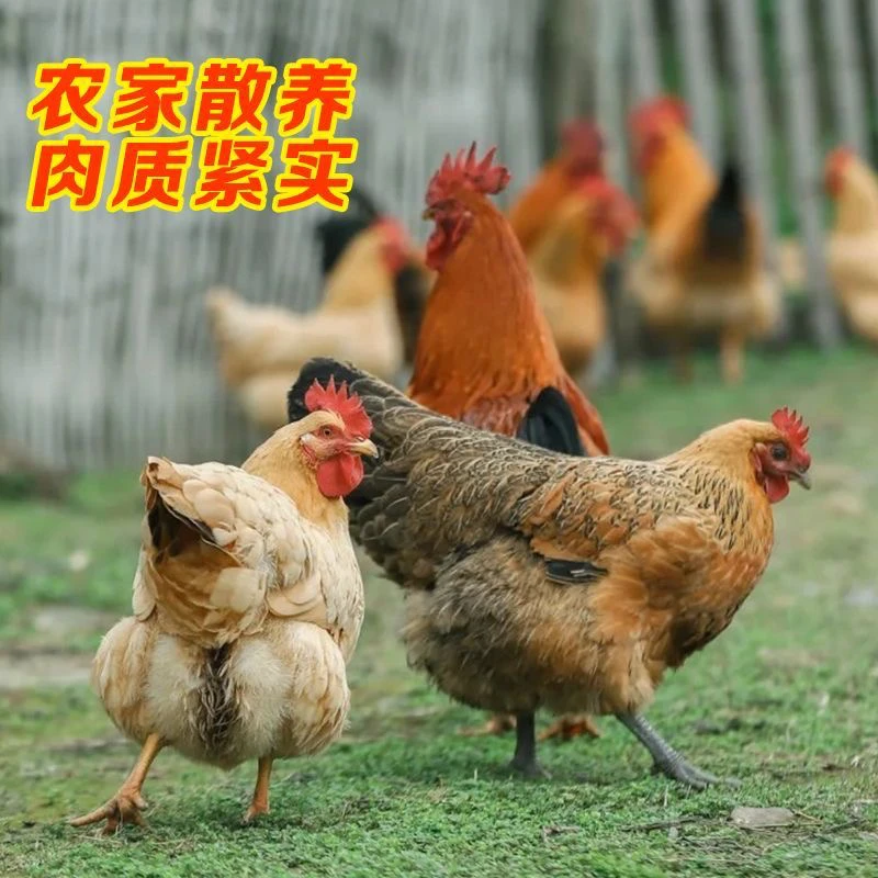 走地鸡1只 | 散养6个月 | 主食稻谷| 现抓现杀 |