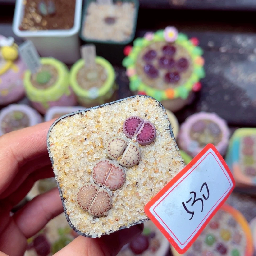 530生石花带盆发