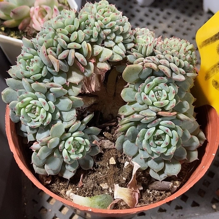 多肉植物白胖子小树1929