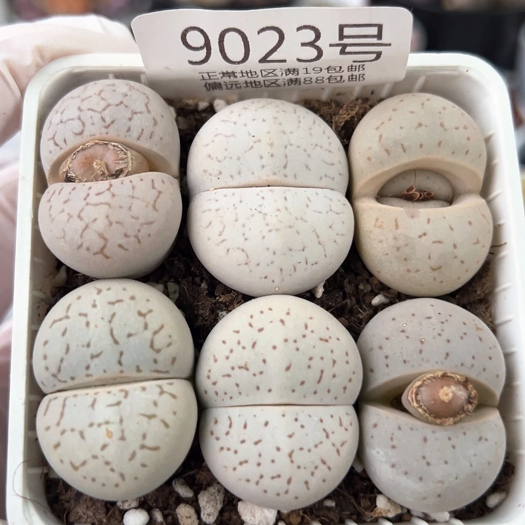 好养易活生石花大母本9023