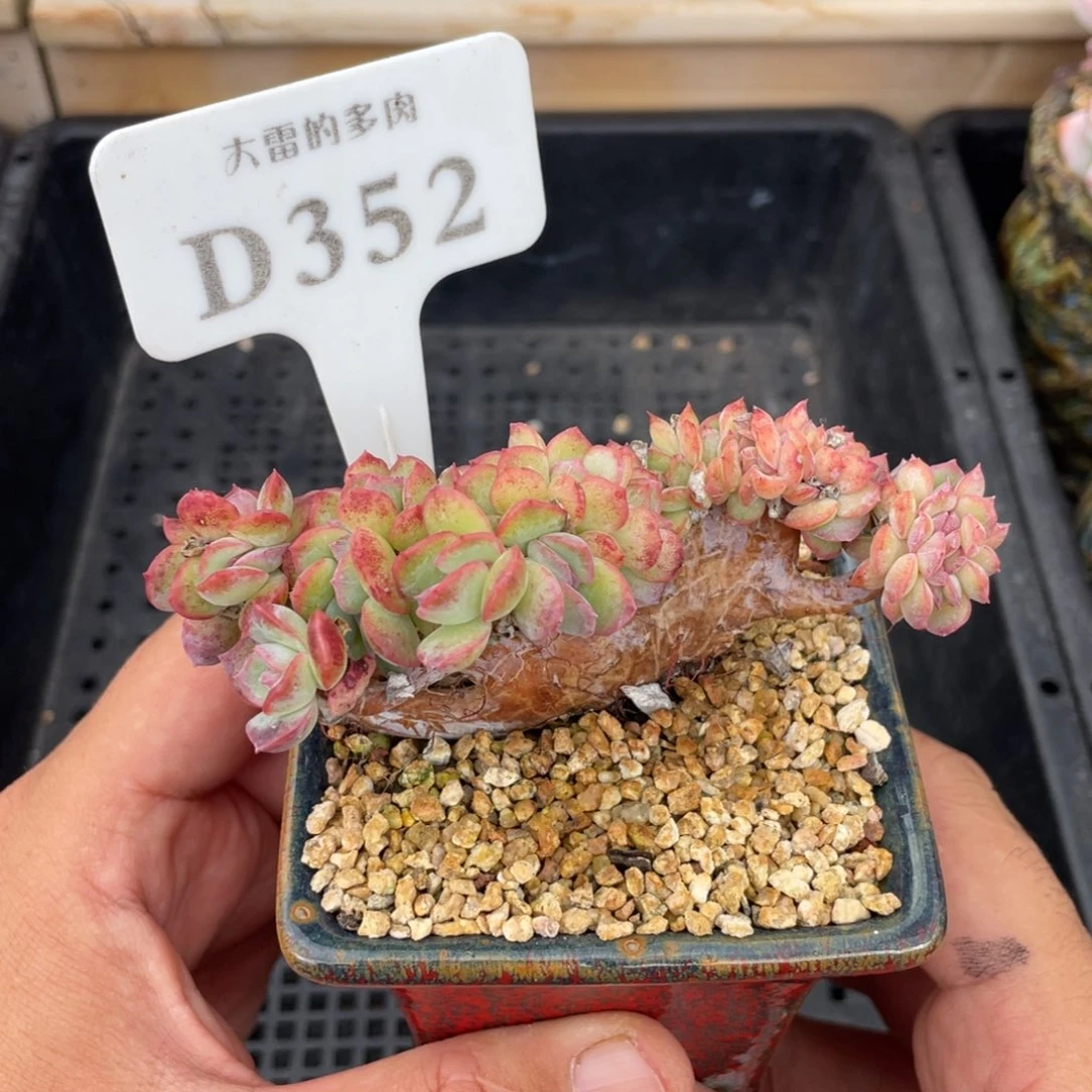 352莎莎缀不带盆10厘米