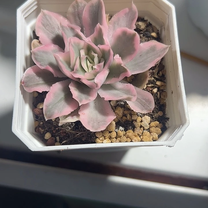 紫蝴蝶锦精品多肉植物