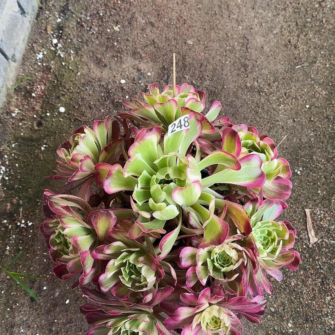 多肉植物波斯老桩248