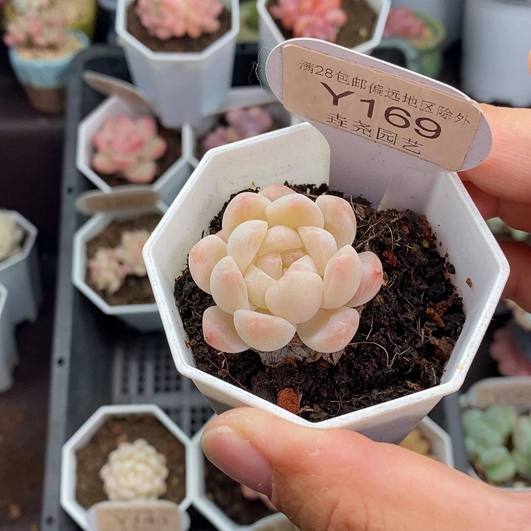 0169 白桃汽水 3.5cm