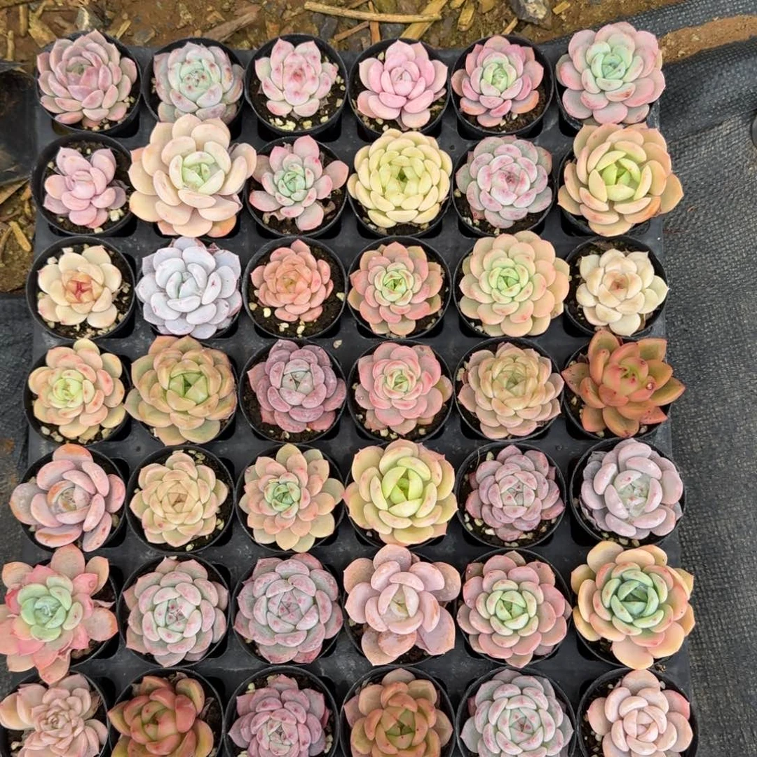 梦露母本种子混合杂交18-67