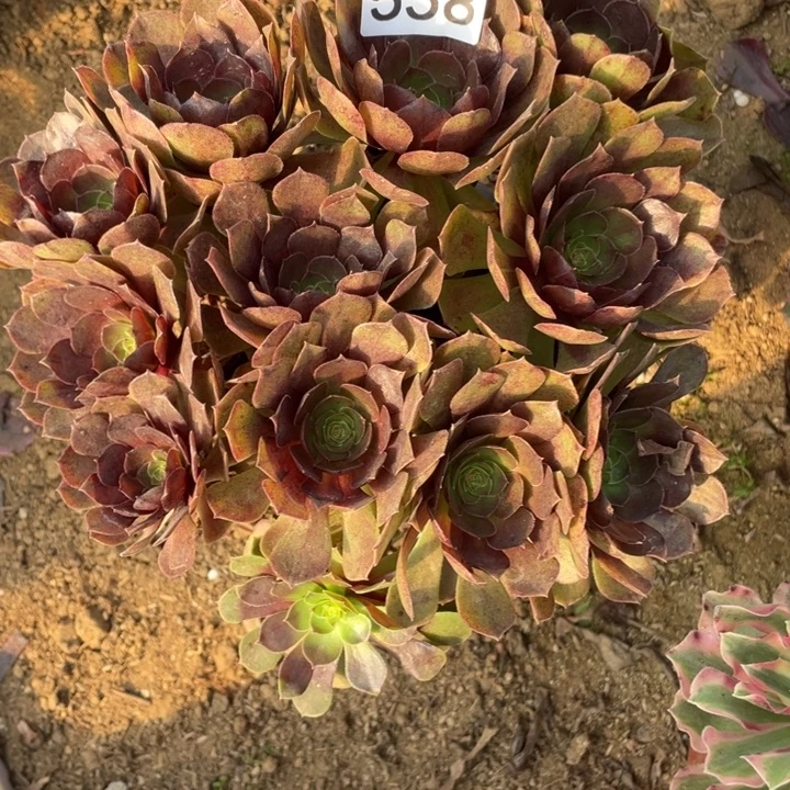 完全开放558多肉植物黑膜