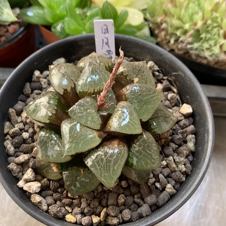 日月潭一物一拍带盆