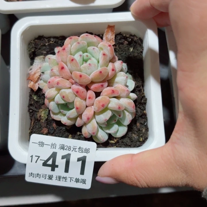 雪爪有砍无盆土发货无