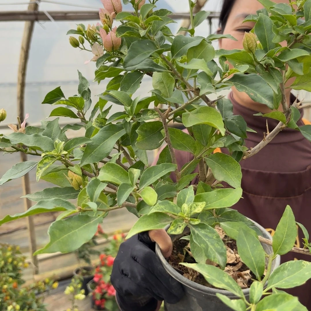 完全开放（桃夭）三角梅会落花落叶苗有大有小