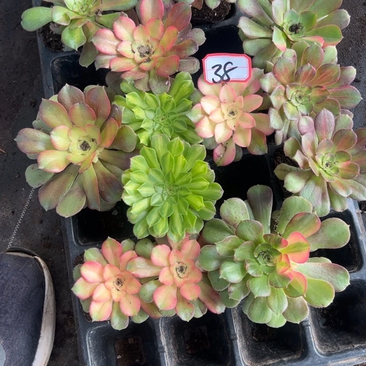 多肉植物38不售后