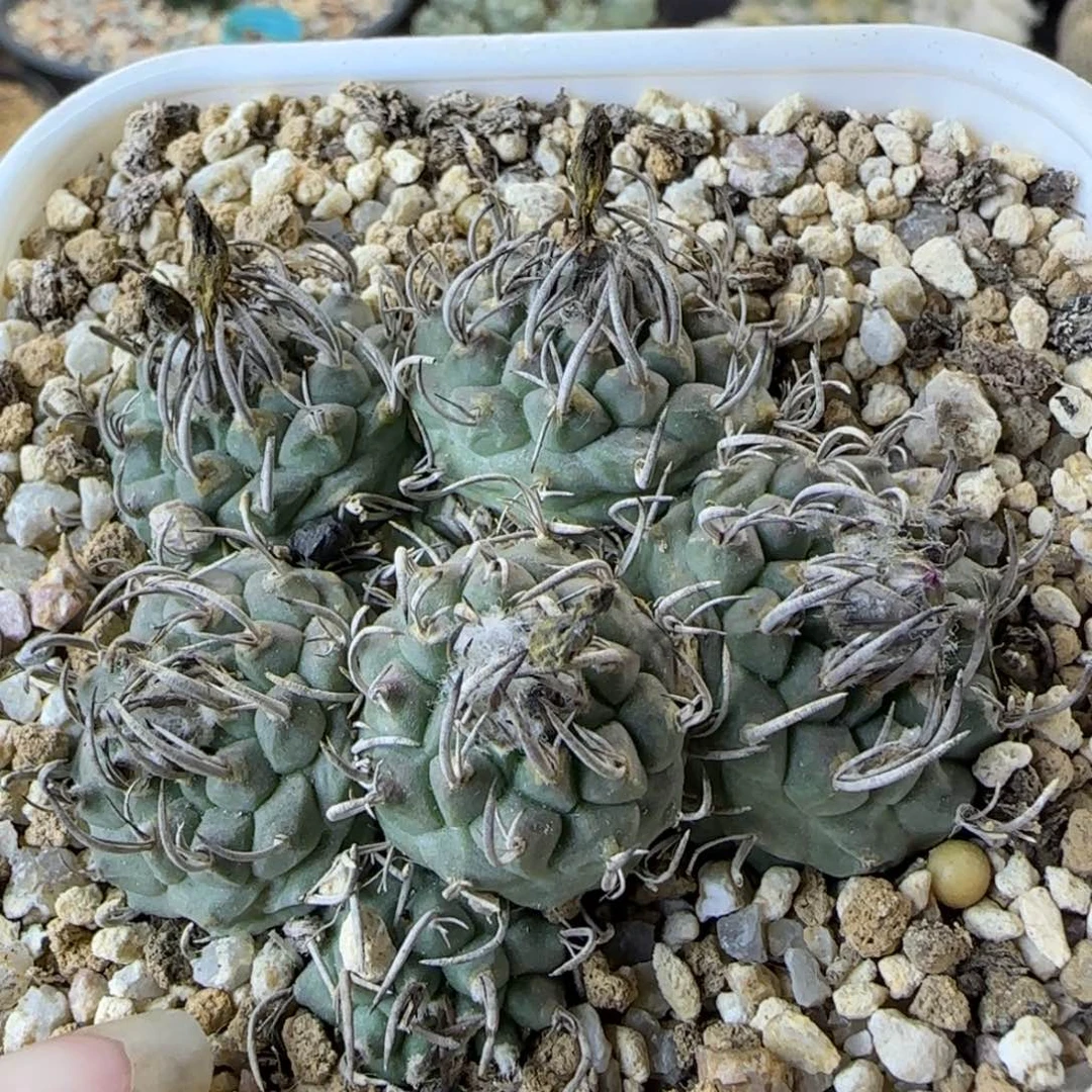 077自根赤花升云龙多肉