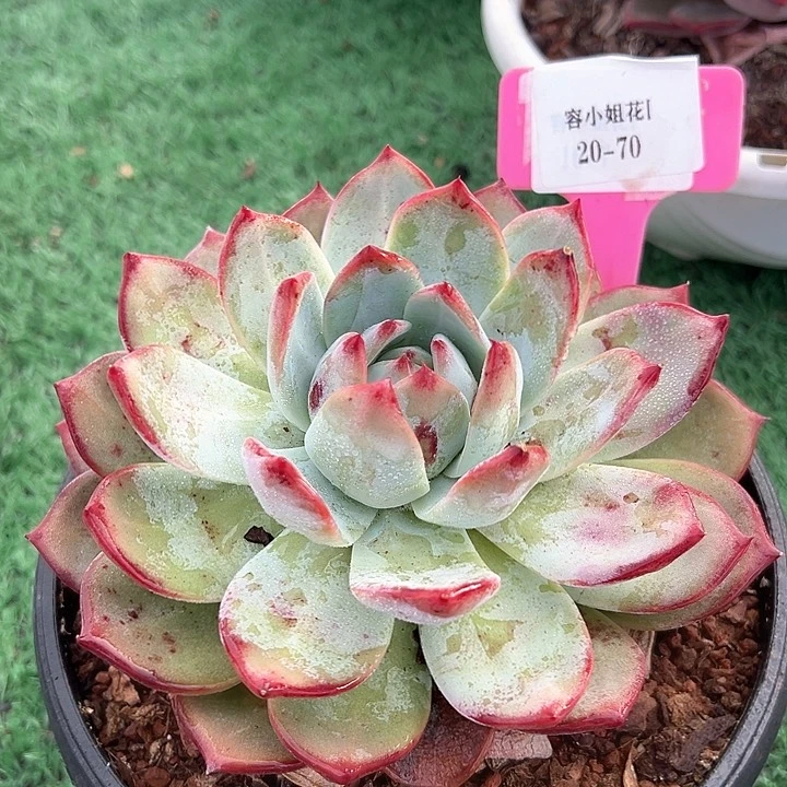 20.70卡罗拉一个脱土