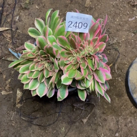 粉女巫多肉植物2409