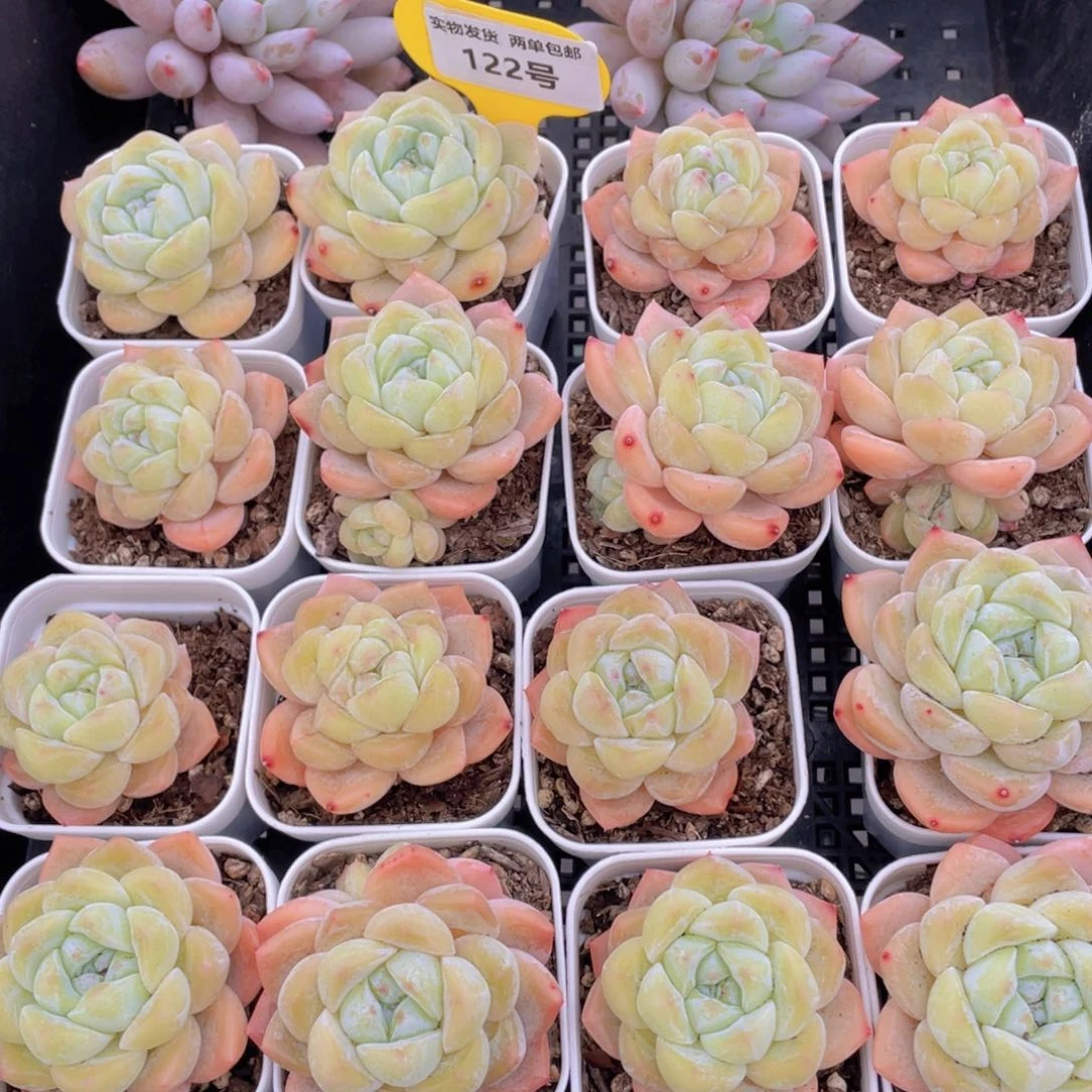 122号开播福利精品奶油刚毅两个