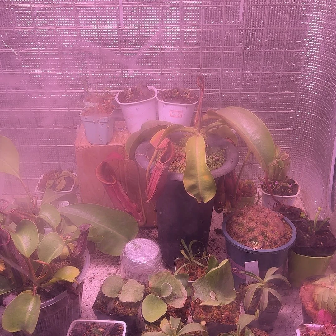s***9无花朵专拍原种土瓶