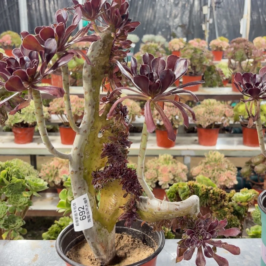 692黑法师缀化多肉植物法师