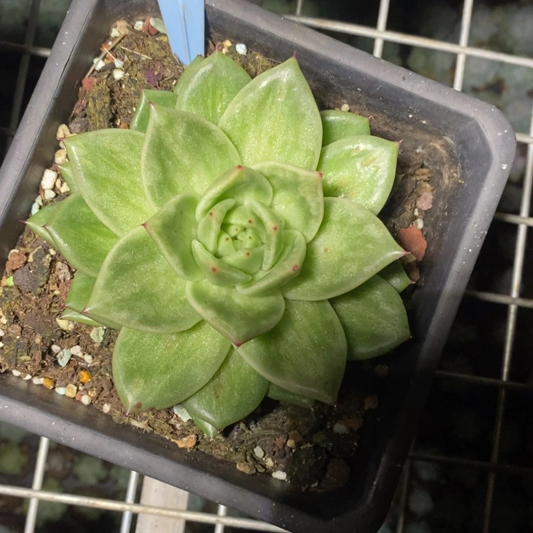 x098-多肉植物 蔷薇