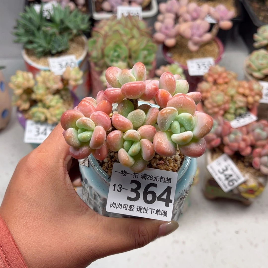 桔子洛神多肉多肉多肉多肉