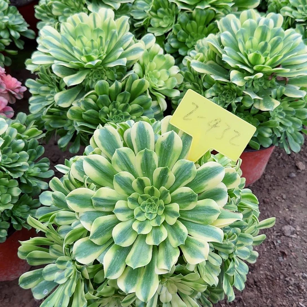 2-432--+多头多肉植物