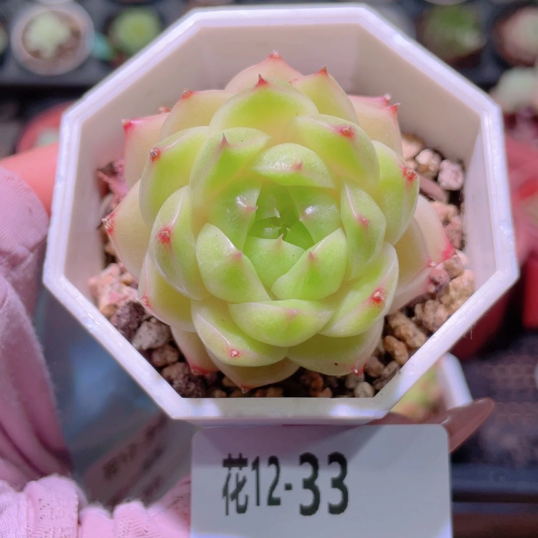 花利美12-33麦秆带仔