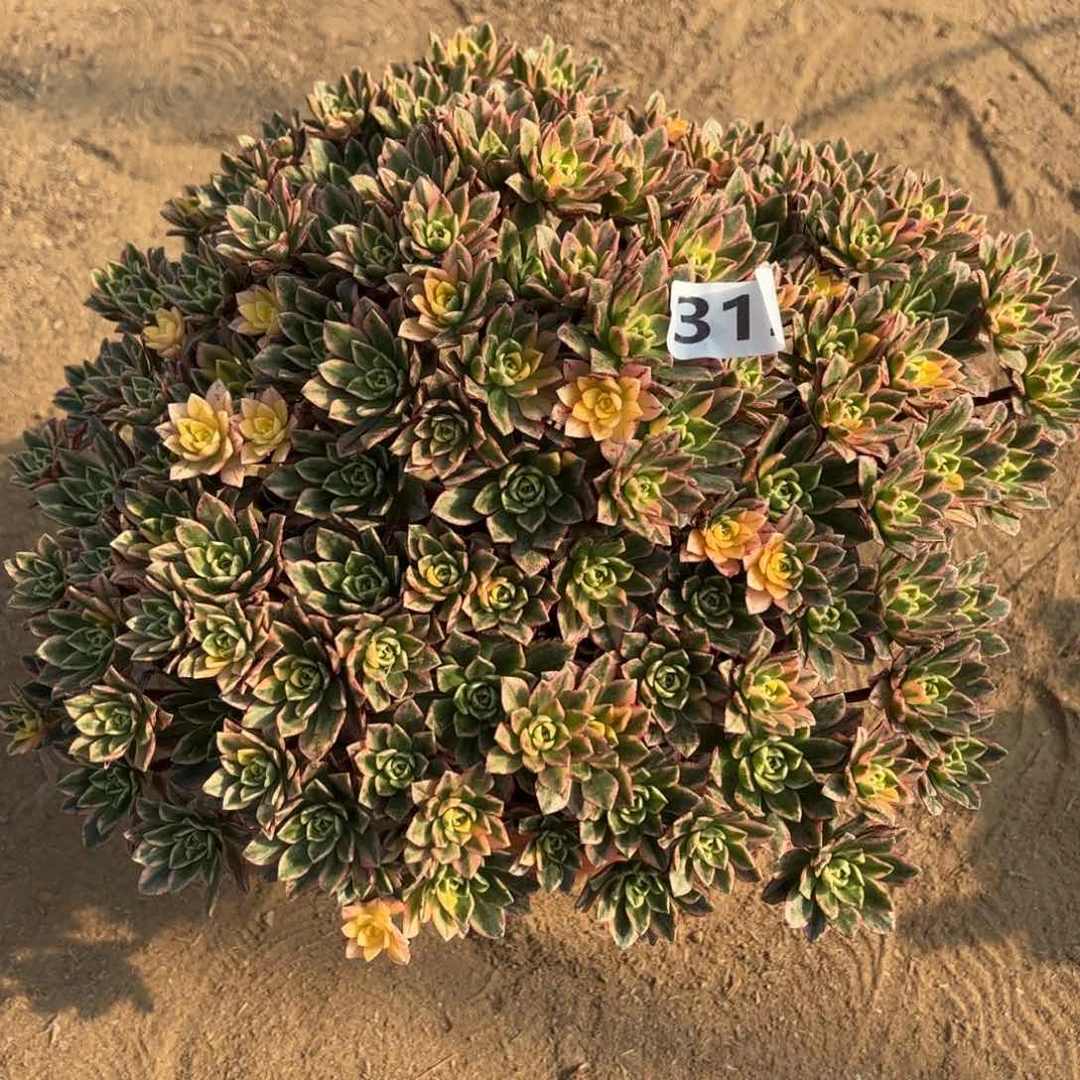 D*J319甜茶多肉不包损