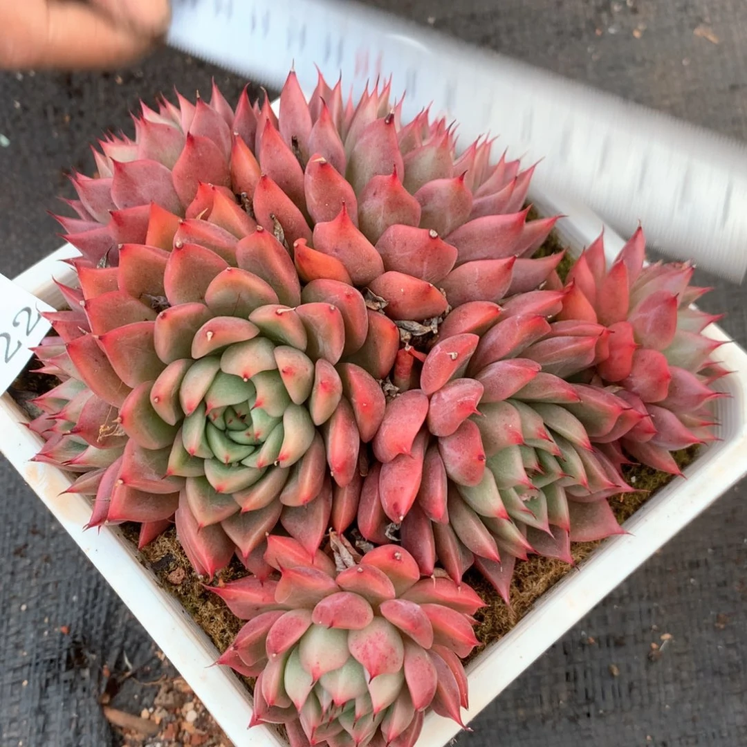 2622杂交多肉植物基地