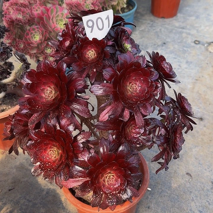 000000000000901美姬