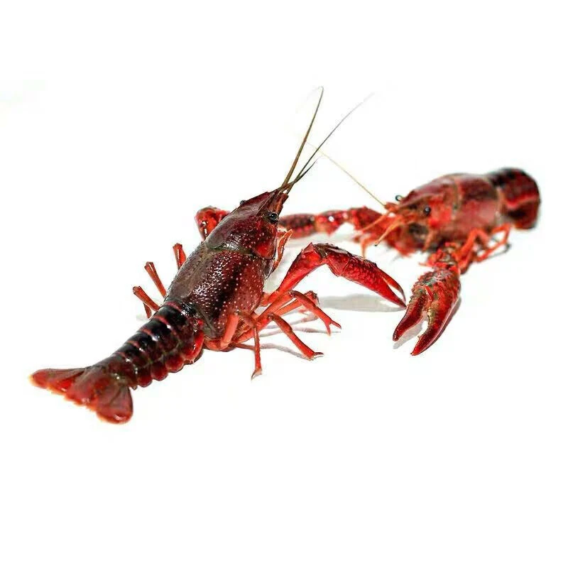 鲜活小龙虾约1000g