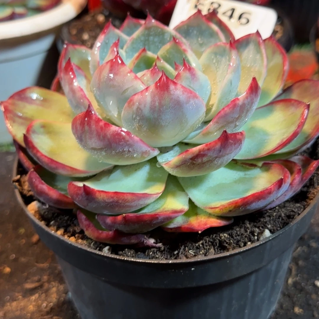 花脸拉丝惊鸿一物一拍包装收缩花旱846