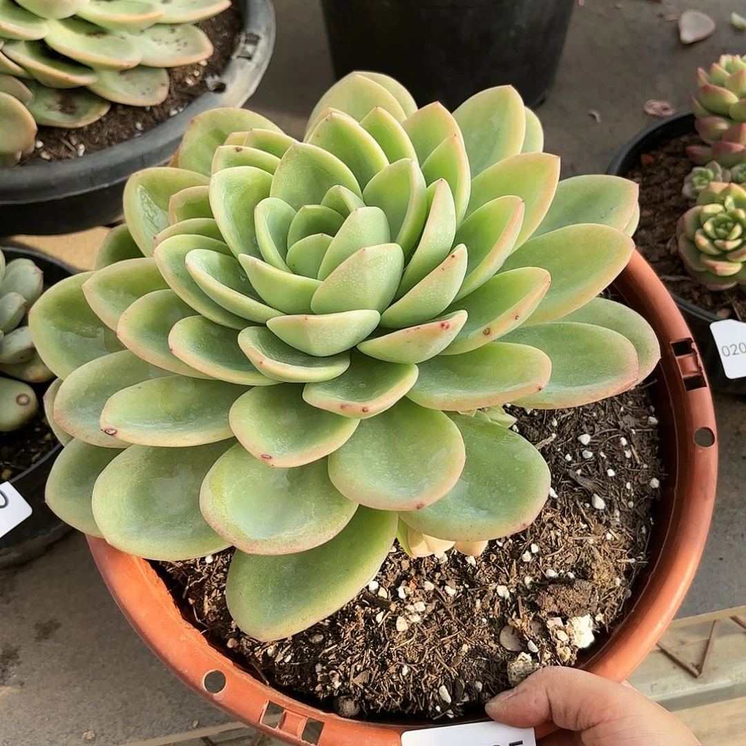 同温层多肉旋凤225